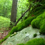 Photo of moss in a forest