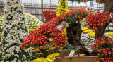 A large display of Kiku in the Nolen Greenhouses.