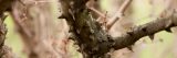 The bark of a flatspine prickly ash tree.