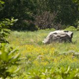 Photo of a rock surrounded by yellow flowers in the Native Plant Garden