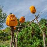 Photo of scarecrow pumpkins