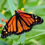 closeup of a monarch butterfly on a flower