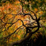 The branches of a Japanese Maple in fall.