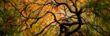 The branches of a Japanese Maple in fall.
