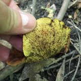 Someone lifting up a fungus