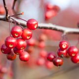A cluster of crabapples hangs from a branch.