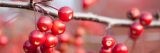 A cluster of crabapples hangs from a branch.