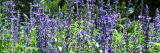 lavender plants