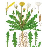 Drawing of dandelions