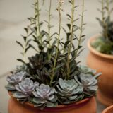 Succulents