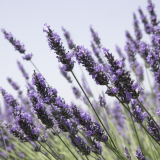 lavender plants