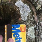 Someone holding a Metrocard by Lichens