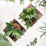 staghorn