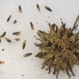 Photo of the seeds of a Sweetgum tree