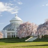 Cherry blossoms in front of the Conservatory