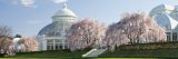 Cherry blossoms in front of the Conservatory