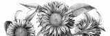 Drawing of sunflowers in black and white