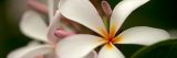 White plumeria flowers.