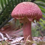 Photo of a pink mushroom