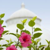 Hibiscus rosa sinensis in front of the Conservatory