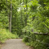 Photo of a forest walkway lined with trees