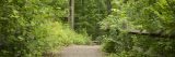 Photo of a forest walkway lined with trees