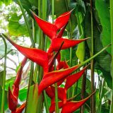 Photo of a red Heliconia plant