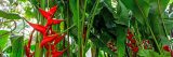 Photo of red Heliconia plants