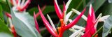 Heliconia plant