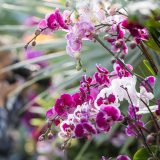 Purple and pink orchids.