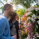 A man and a woman looking at colorful orchids in the Conservatory