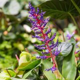 Photo of a purple flower