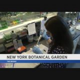 Photo of a researcher working in a lab as part of a NY1 story