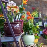 Potted orchids at NYBG Shop.