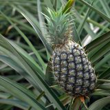 Photo of a baby Pineapple