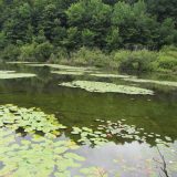 Lily pads in the Catskills pond