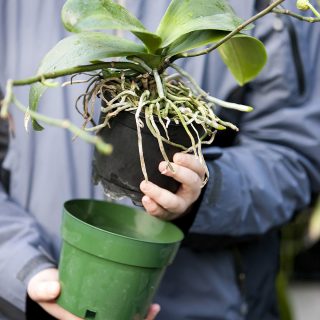 A person putting an orchid in a pot