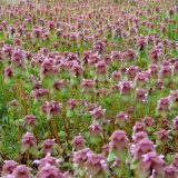 A field of Lamium Purpureum flowers