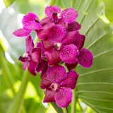 Photo of Vanda Awkwafina orchid