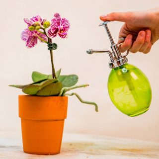 Photo of someone spritzing an orchid
