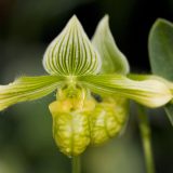 Orchid