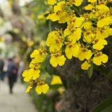 Yellow orchids