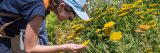 Student identifying plant