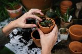 Woman working in a gardening shop