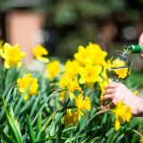 Someone pouring a glass of wine set against a field of daffodils.
