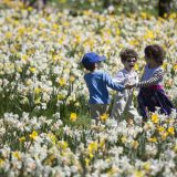 Children playing in a field of daffodils.