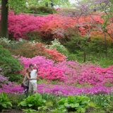 The Azalea Garden in full bloom.