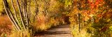 The Wetland Trail in fall, with the foliage turned various shades of amber, gold, and brown.