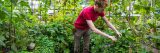 SOPH student maintaining their garden plot