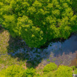 Vibrant green trees stand tall in the sunshine next to the wetland trail